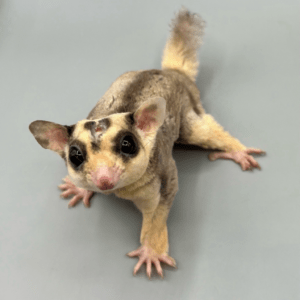 Zuckergleiter kaufen Deutschland