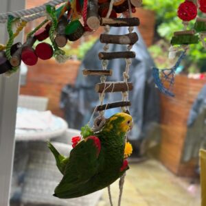 Male Double Yellow Headed Amazon For sale (Leo)