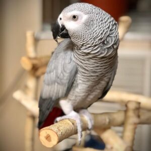   Female African Grey Parrot for Sale (Rose )