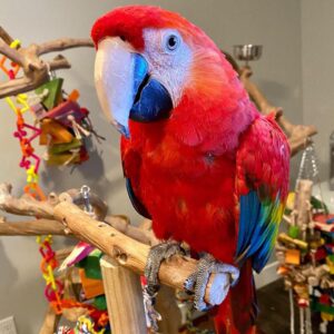 Female Scarlet Macaw for sale (Mia)