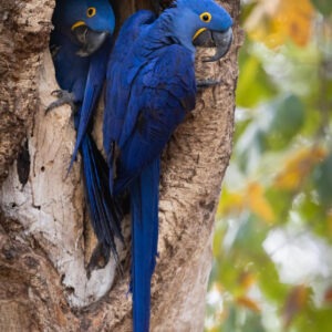 Blue macaw pair for sale, 7 months old