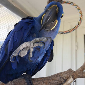 Hyacinth macaw for sale, female, 1 year old