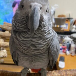 Male African Grey Parrot for Sale