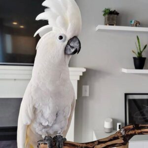 Male Umbrella Cockatoo(Leo)