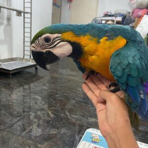 Male Blue and Gold Macaw Parrot for sale(Sino)