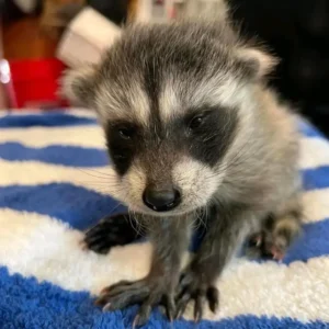 Raccoon babies for sale