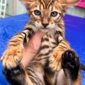 Female Toyger for sale, 12 weeks old