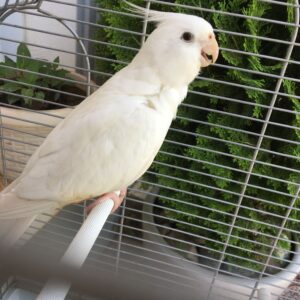 Female Albino Cockatiel Parrot for sale