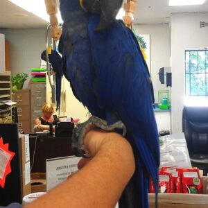 Male Hyacinth Macaw Parrots for sale(Marco)