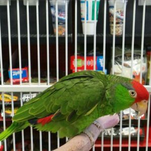 Male Mexican Red Headed Amazon(Maxwell)