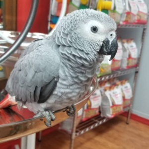 14-month-old grey parrot for sale