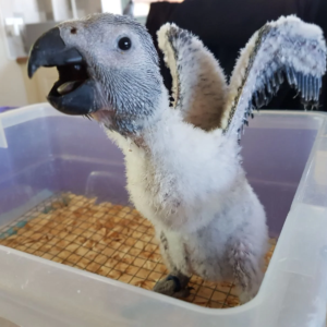 African Grey parrot babies – 6 weeks old