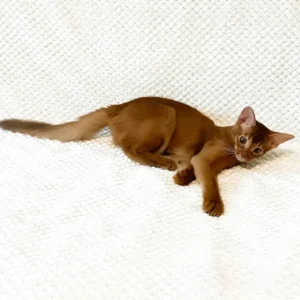 Abyssinian Kitten – 14 weeks old, male
