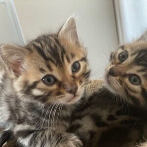 2 Bengal cats (a pair, male and female) – 4 months old