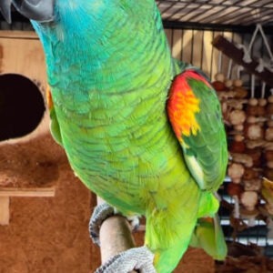 14-Month-Old Blue-Fronted Amazon Parrot for Sale