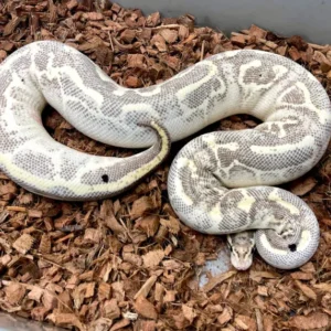 Adult ball python with leopard skin