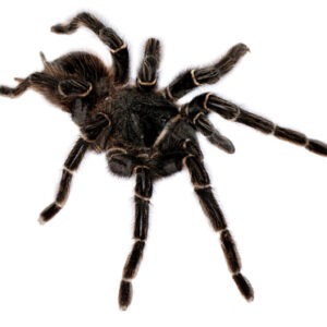 Brazilian Black Tarantula