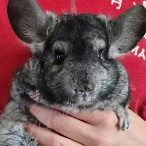 Chinchilla male, adult