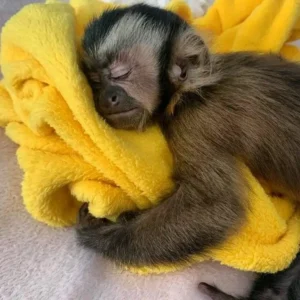 2-month-old male capuchin monkey