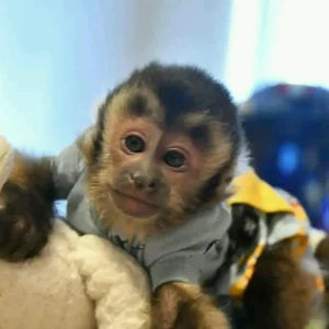 2-month-old male capuchin monkey