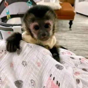2-month-old female capuchin monkey