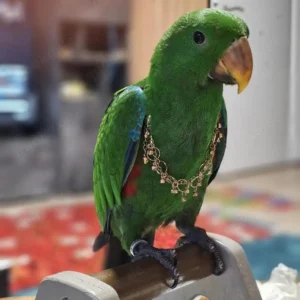 New Guinea Eclectus Parrot, 1.5 year old female