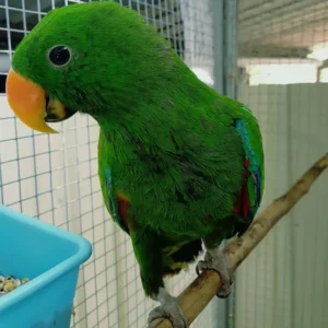 10-month-old New Guinea Eclectus Parrot