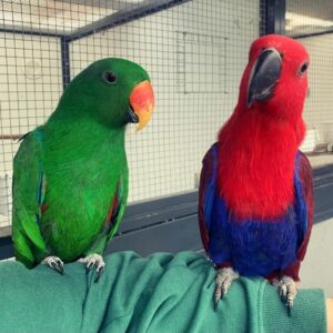 Eclectus parrot, 10 months old