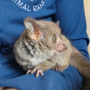 2-month-old male Galago
