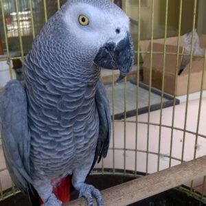Grey parrot, 1 year old – female