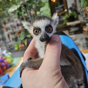 2-month-old male ring-tailed lemur