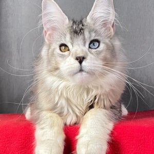 XXL Maine Coon Kitten with pedigree – 4 months old female