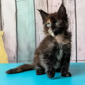 10-week-old Maine Coon cat, female