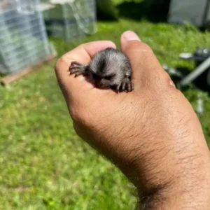 2-month-old male marmoset