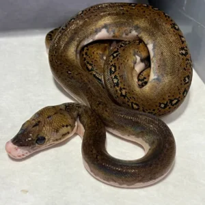 Pied Tiger Python