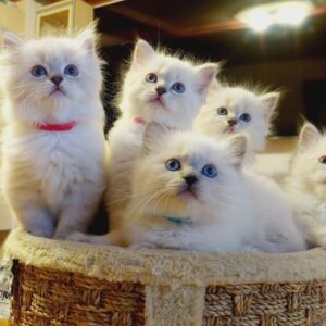 Purebred Ragdoll kittens, 9 weeks old