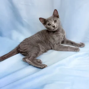 4-month-old cat, Russian Blue