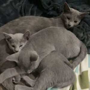 Russian Blue Kittens available, 10 weeks old