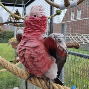 Rose-breasted cockatoo for sale — 1 year old