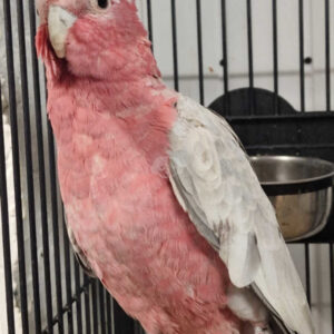 Rose-breasted cockatoo for sale, 7 months old – male