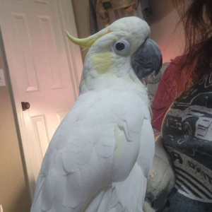 Buy a yellow-crested cockatoo — 13 months old