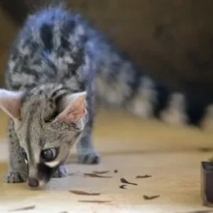 Genets available, male and female