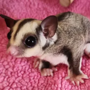 8-month-old female sugar glider