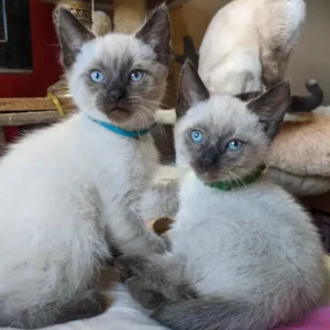 12 weeks old: Purebred Siamese kittens for sale