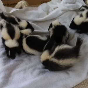 Skunk babies for sale