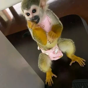 10-week-old male squirrel monkey