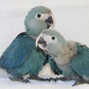 Spix's macaw pair for sale, 7 weeks old