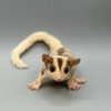 sugar glider