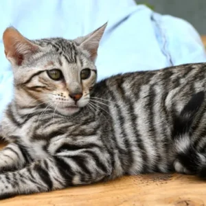 12 weeks old, Male Toyger cat available