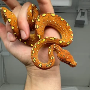 Young tree python Morelia Viridis Biak